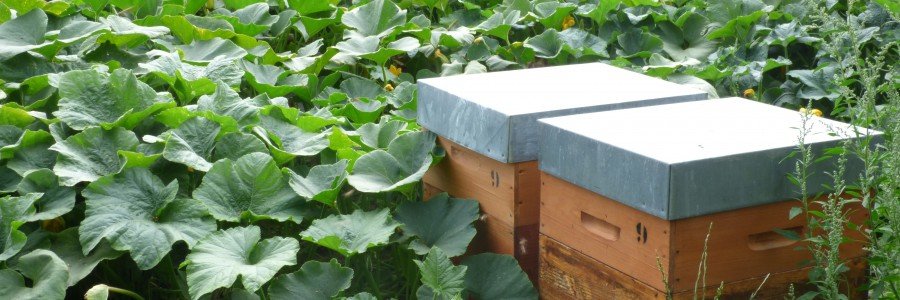 Les abeilles sur la ferme