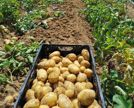 Pomme de terre (à terre)